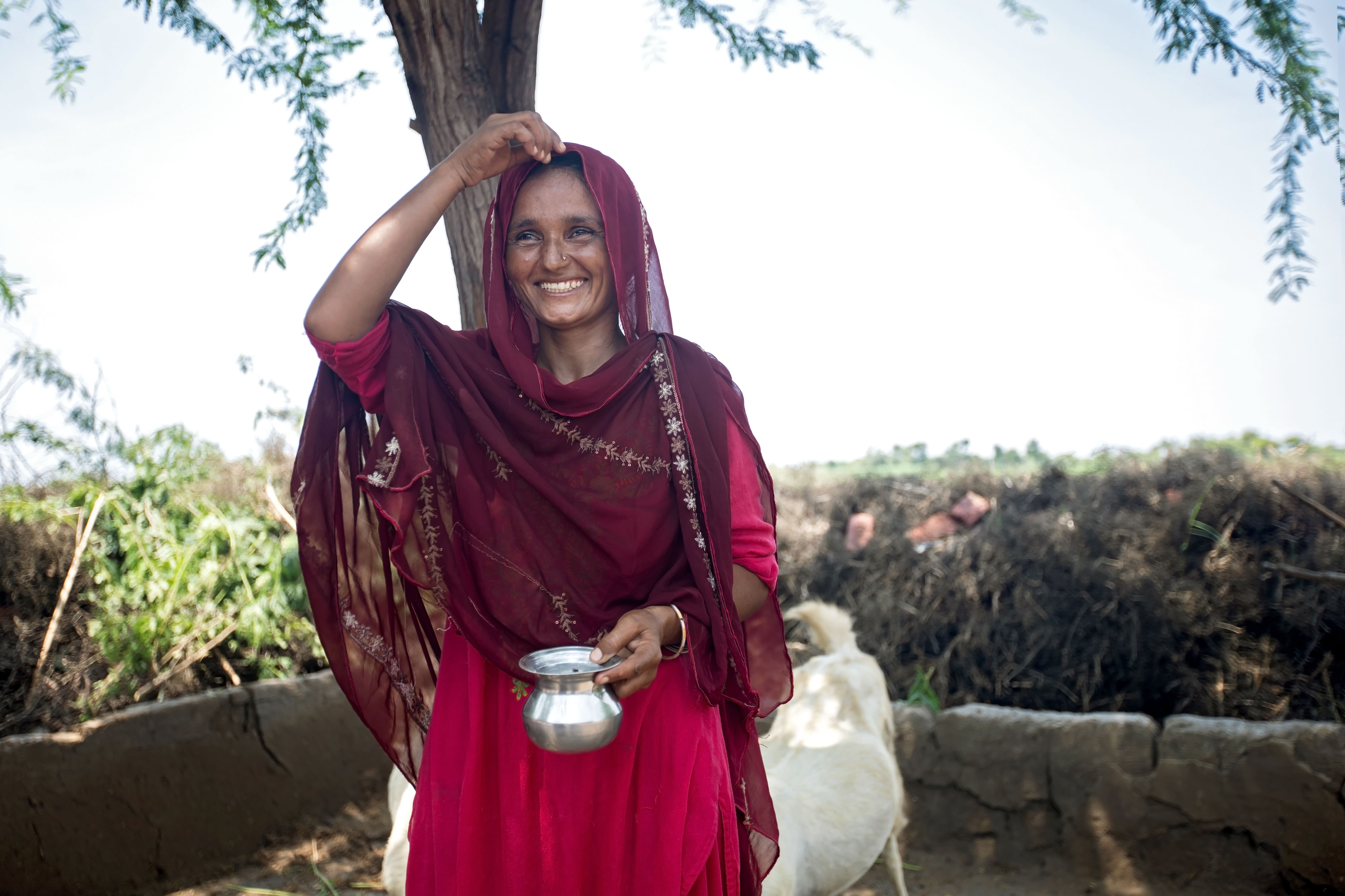 Pakistan brebis 2020